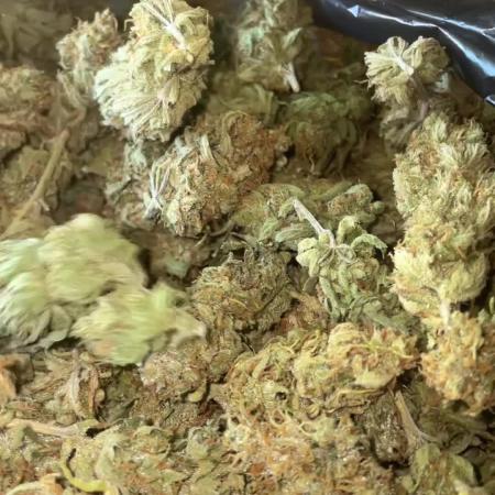 2 round amnesia haze selección
