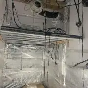 2 round amnesia haze selección