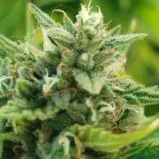 Papaya Cadifornia grow