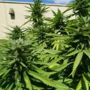 Papaya Cadifornia grow