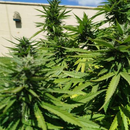 Papaya Cadifornia grow