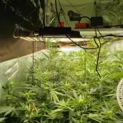 Dante's inferno x papaya zoap