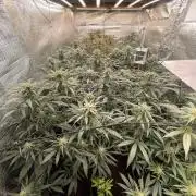 amnesia haze selección