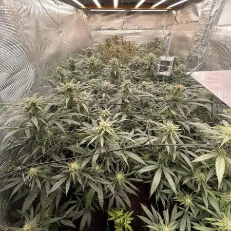 amnesia haze selección