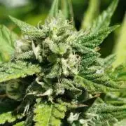 Papaya Cadifornia grow