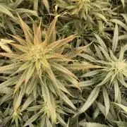 amnesia haze selección