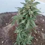 PURPLE PUNCH