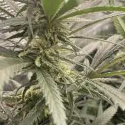 amnesia haze selección