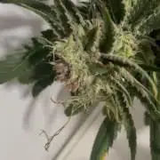 amnesia haze selección