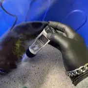 2 round amnesia haze selección