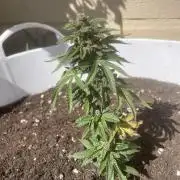 PURPLE PUNCH