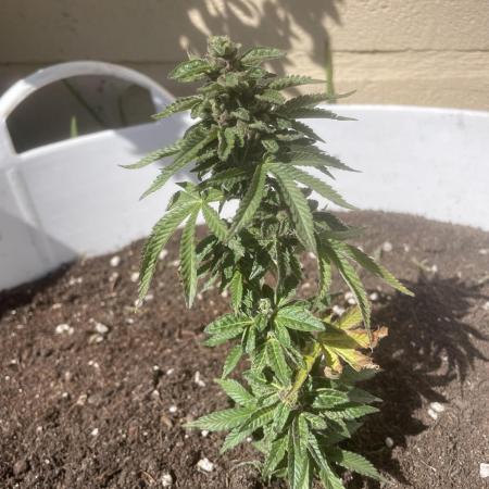 PURPLE PUNCH