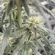 amnesia haze selección