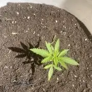 Papaya Cadifornia grow