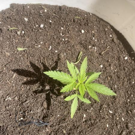 Papaya Cadifornia grow