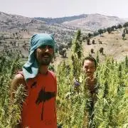 amnesia haze selección