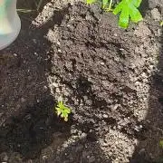 Papaya Cadifornia grow