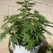 Papaya Cadifornia grow
