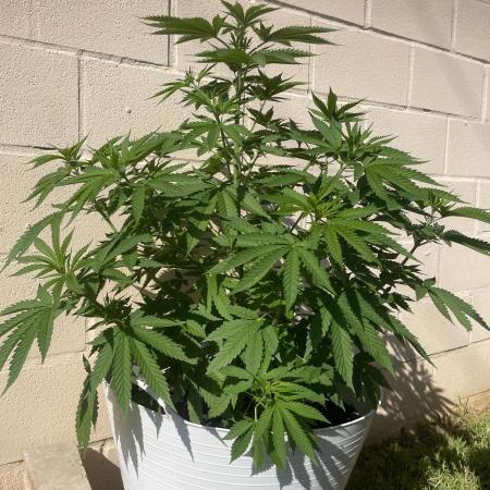 Papaya Cadifornia grow