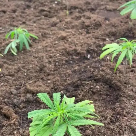 2 round amnesia haze selección