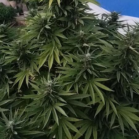Papaya Cadifornia grow