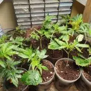 Power full! Living soil.