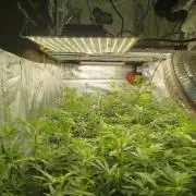 Dante's inferno x papaya zoap