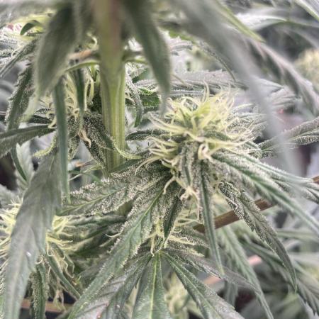 amnesia haze selección