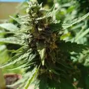 Mix papaya