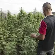 2 round amnesia haze selección