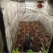Dante's inferno x papaya zoap