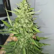 Mix papaya