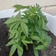 Papaya Cadifornia grow