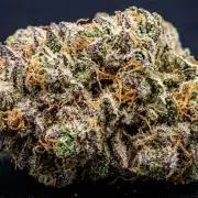 PURPLE PUNCH