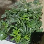 Dante's inferno x papaya zoap