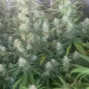 2 round amnesia haze selección