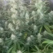 2 round amnesia haze selección