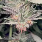 amnesia haze selección