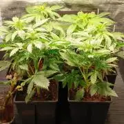 Banana Purple /GorillaZ/West Coast OG