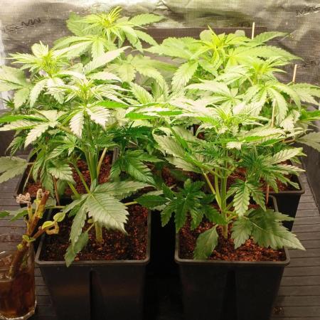 Banana Purple /GorillaZ/West Coast OG