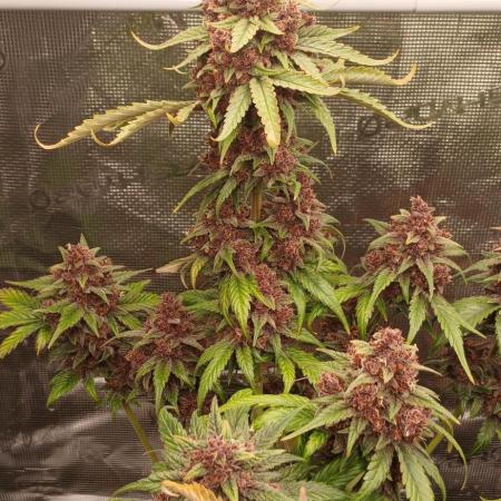 Banana Purple /GorillaZ/West Coast OG