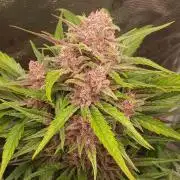 Banana Purple /GorillaZ/West Coast OG