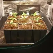 Fast Bud mix auto