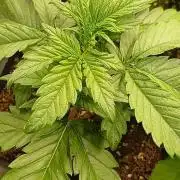 Fast Bud mix auto