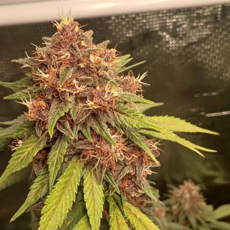 Fastbud free seed test sog