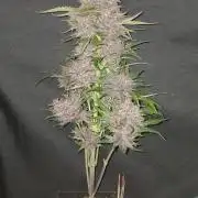 Banana Purple /GorillaZ/West Coast OG