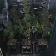 Banana Purple /GorillaZ/West Coast OG