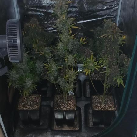 Banana Purple /GorillaZ/West Coast OG