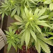 Banana Purple /GorillaZ/West Coast OG