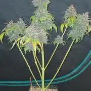 Banana Purple /GorillaZ/West Coast OG